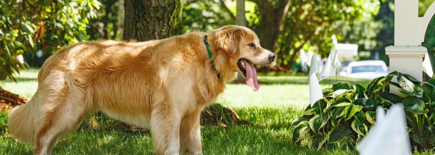 DogWatch of Greater Pittsburgh, Pittsburgh, PA | Outdoor Hidden Dog Fences Slider Image