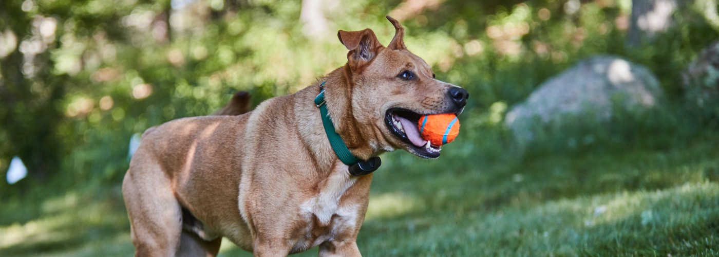 DogWatch of Greater Pittsburgh, Pittsburgh, PA | ProFenceX Slider Image